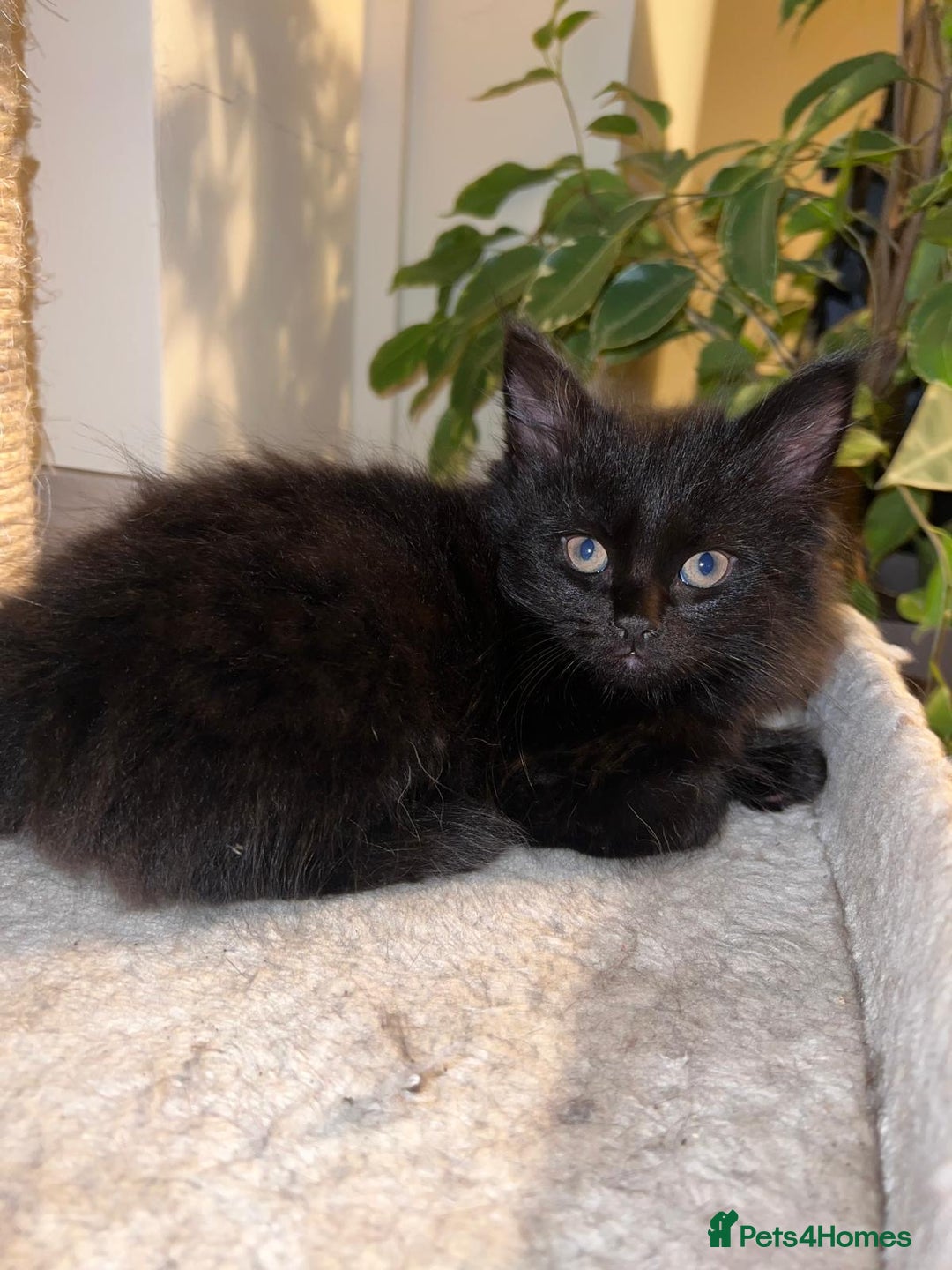 Maine Coon cats for sale: Black smoked boy  - Image 14