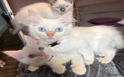 Ragdoll cats for sale: GCCF Beautiful Ragdoll Kittens - Image 22