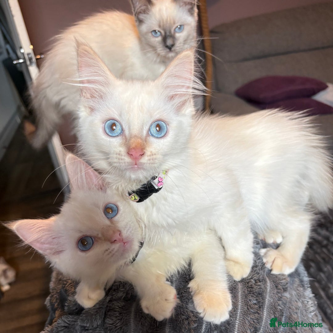Ragdoll cats for sale: GCCF Beautiful Ragdoll Kittens - Image 22