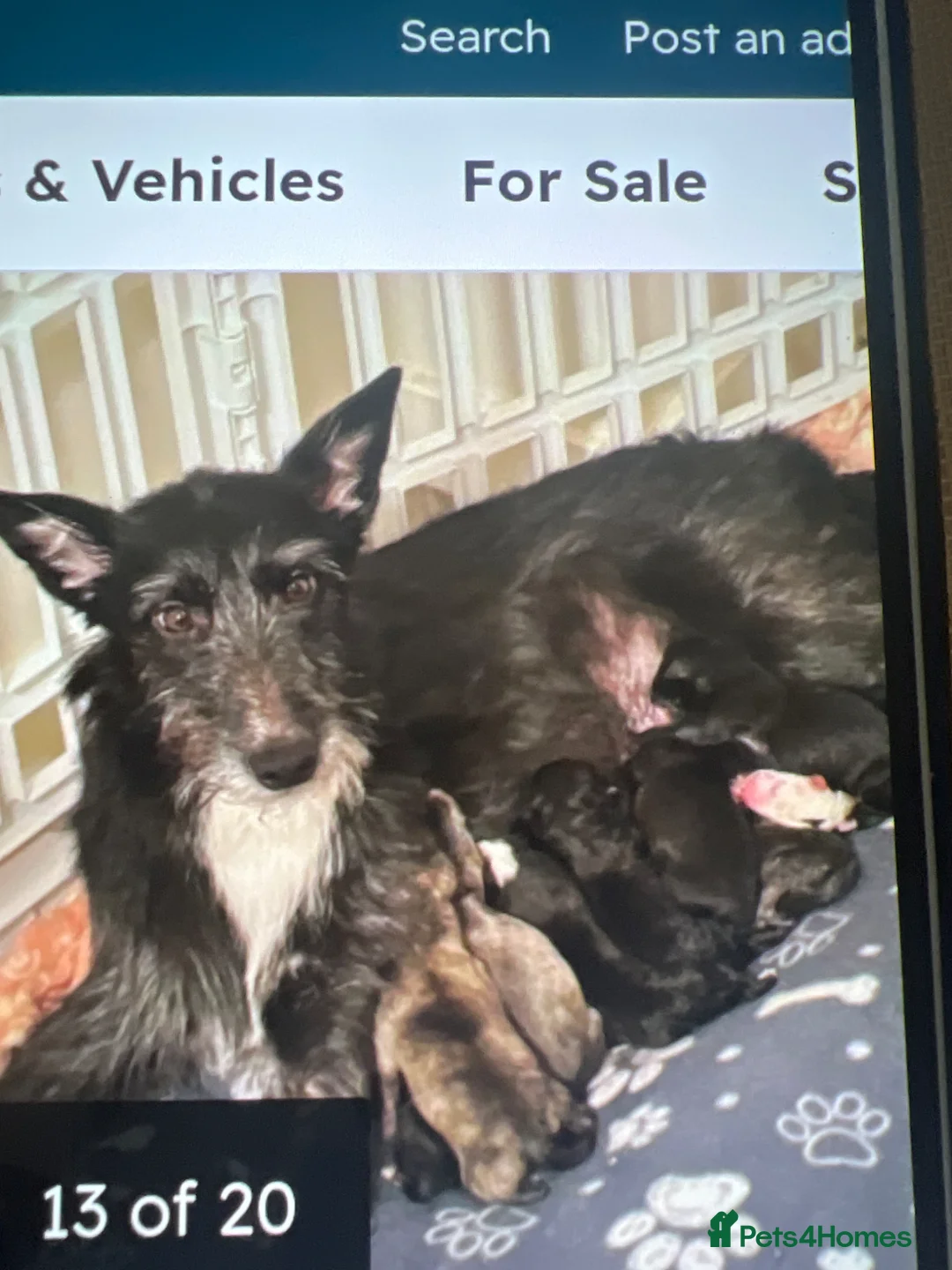 Mixed Breed dogs for sale: Puppy for sale 11weeks old in Gateshead - Advert 4