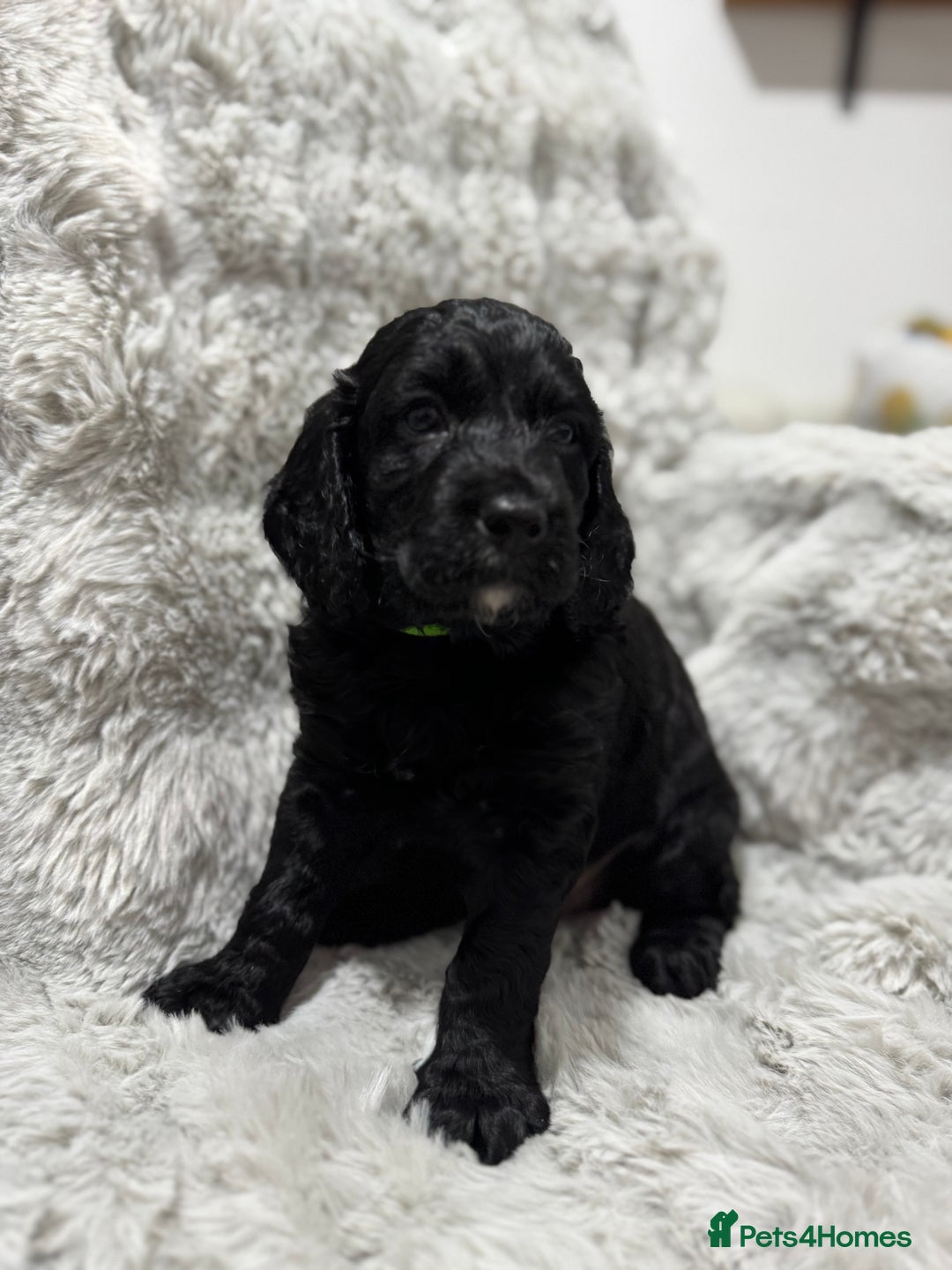 Cockapoo dogs for sale: F2 cockapoo puppies  - Advert 15