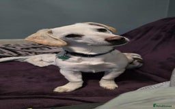 Mixed Breed dogs for adoption: MINNIE MOUSE - Image 10