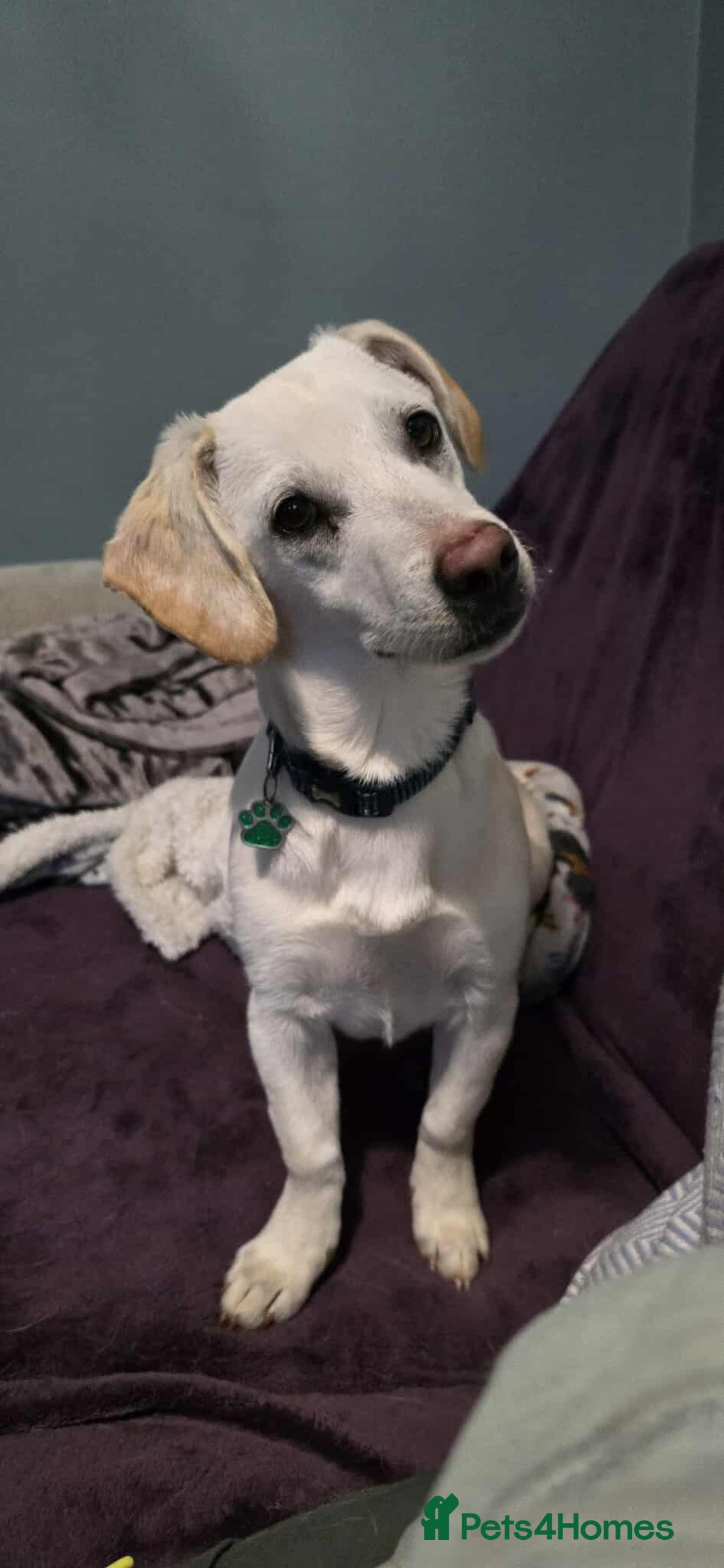 Mixed Breed dogs for adoption: MINNIE MOUSE - Image 10