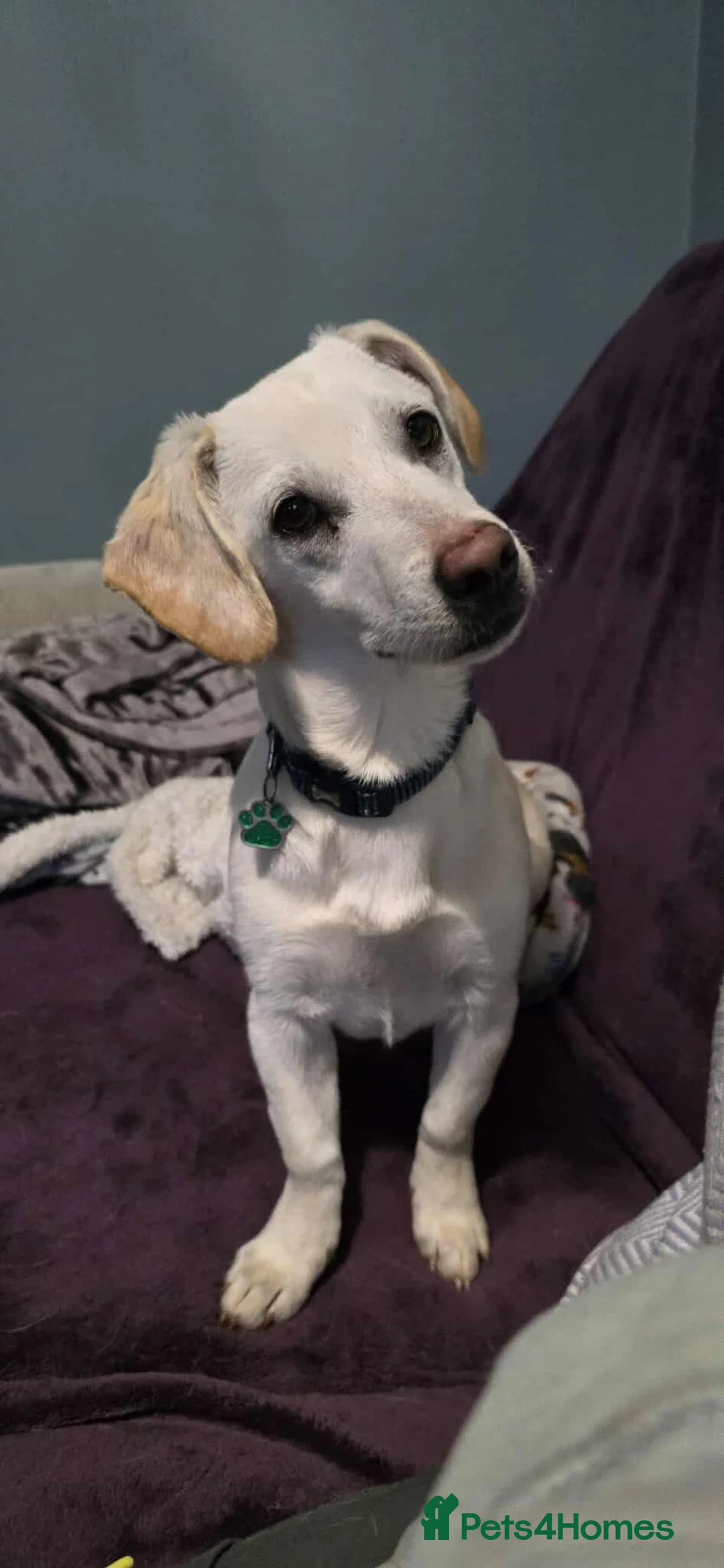 Mixed Breed dogs for adoption: MINNIE - Advert 11