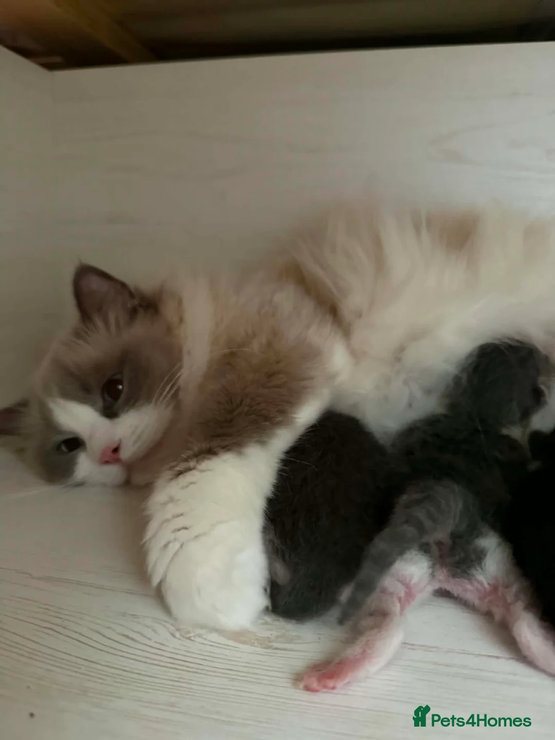 Mixed Breed cats for sale: Kiten - Advert 6
