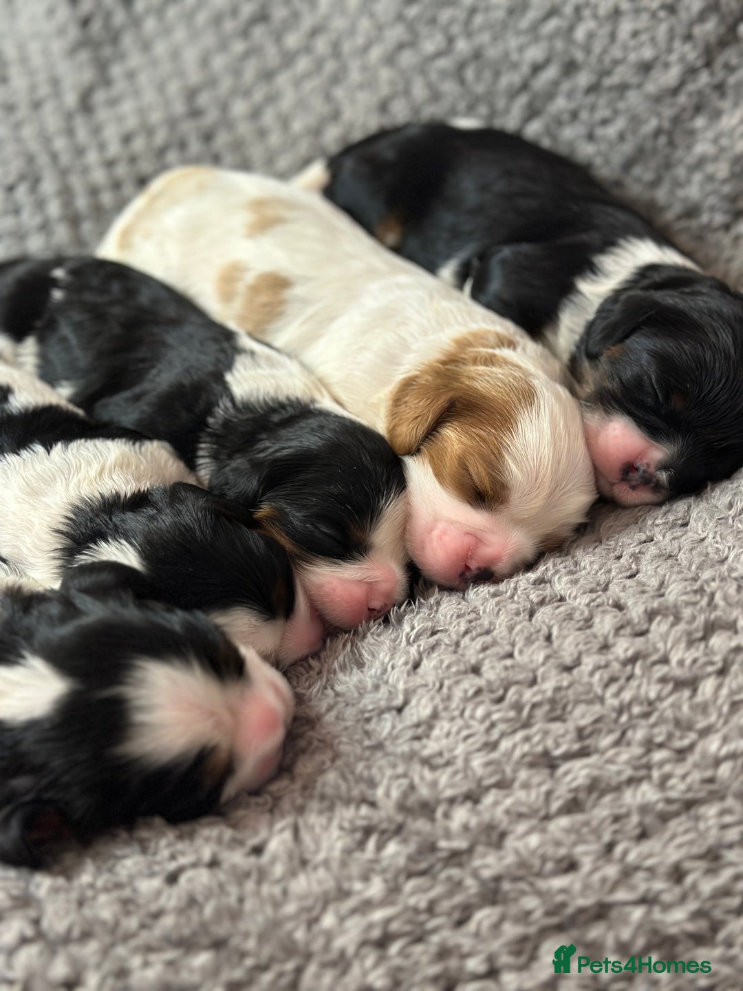 Cavalier King Charles Spaniel dogs for sale: Beautiful Cavalier King Charles Puppies. - Advert 4