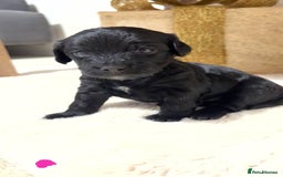 Mixed Breed dogs for sale: chunky litter of French bulldog cross cockapoo - Advert 7