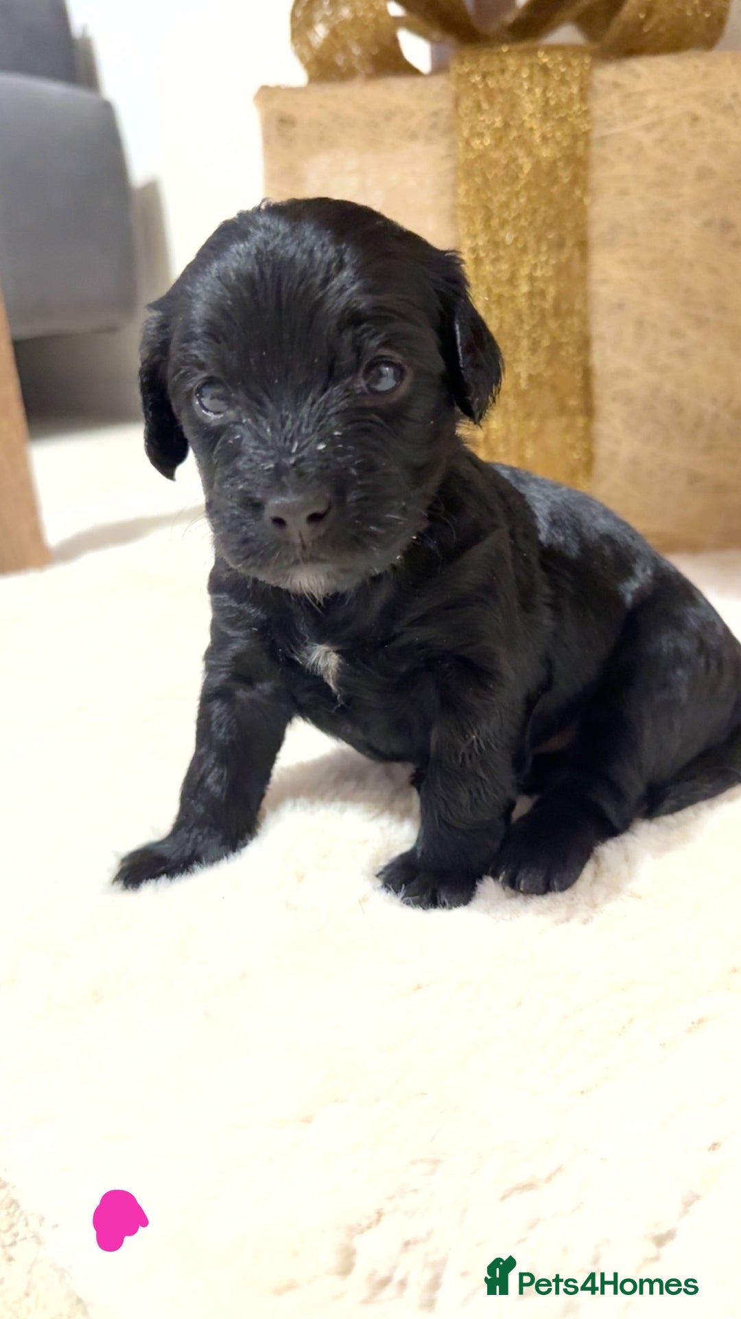 Mixed Breed dogs for sale: chunky litter of French bulldog cross cockapoo - Advert 7