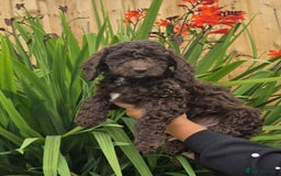 Sproodle dogs for sale: Gorgeous Chocolate Sproodle Puppies - Image 2