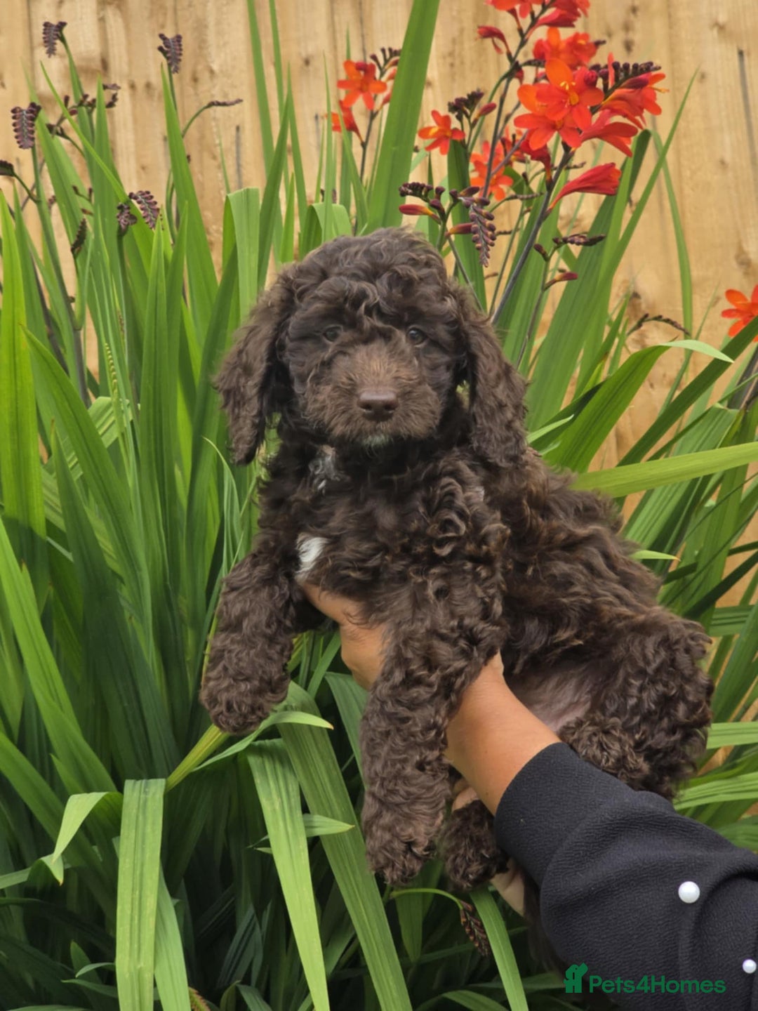 Sproodle dogs for sale: Gorgeous Chocolate Sproodle Puppies - Image 2