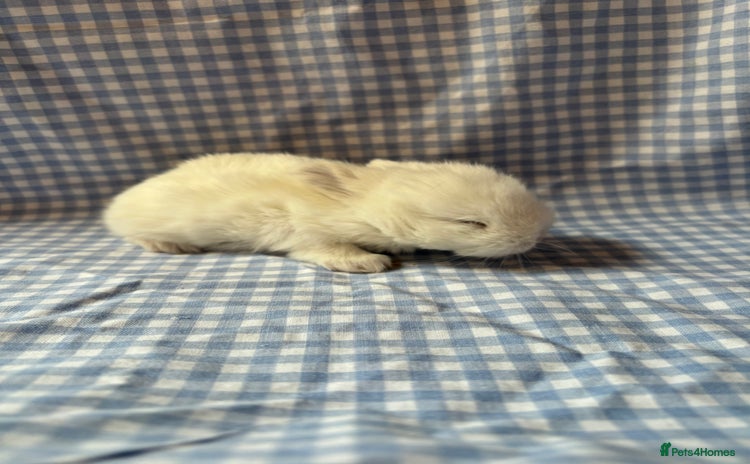 Mini Lop rabbits - Advert 1