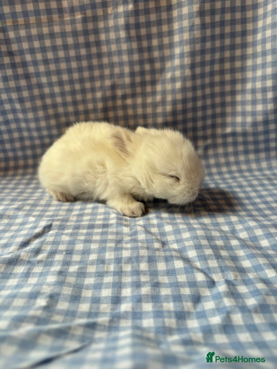 Mini Lop rabbits for sale: Pure bred mini lop babies  - Image 1