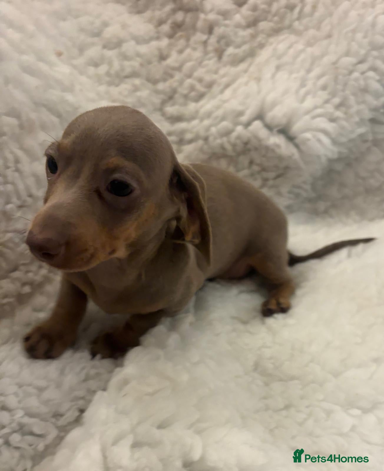 Miniature Dachshund dogs REDUCED LAST GIRL READY Very small mini dachshund  - Advert 1