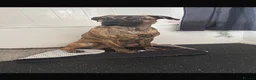 Mixed Breed dogs for sale: Presa Canario cross for sale  - Advert 5