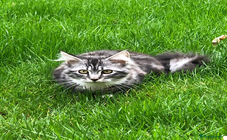 Maine Coon cats - Advert 1