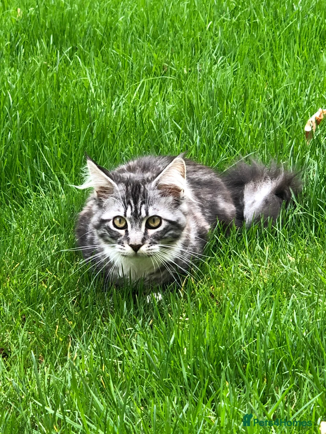 Maine Coon cats for sale: Female maine coon - Advert 1