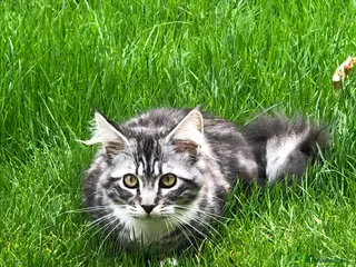 Maine Coon cats Female maine coon - Advert 1