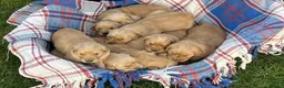 Golden Retriever dogs for sale: Beautiful KC Golden Retriever Puppies - Advert 9