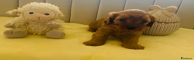 Cavapoo Puppy 1