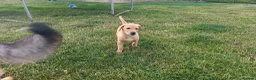 Labrador Retriever dogs for sale: Working Labrador  - Advert 4