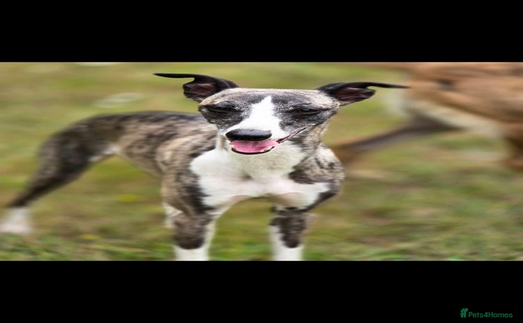 Whippet dogs - Advert 3