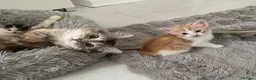 Ragdoll cats for sale: Adorable Ragdoll Cross Kittens - Advert 4