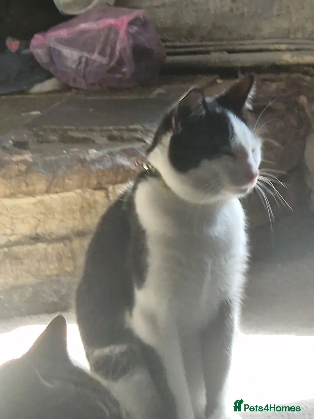 Mixed Breed cats for sale: Bruce  - Advert 2