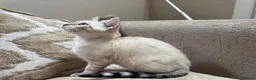 Bengal cats for sale: Stunning TICA Registered Snow Lynx Bengal Kittens - Advert 16