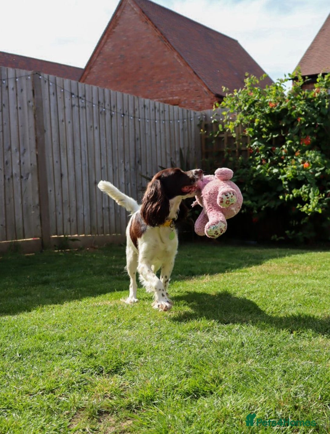 Cocker Spaniel dogs for sale: *Last little boy* chocolate cocker spaniel - Advert 23