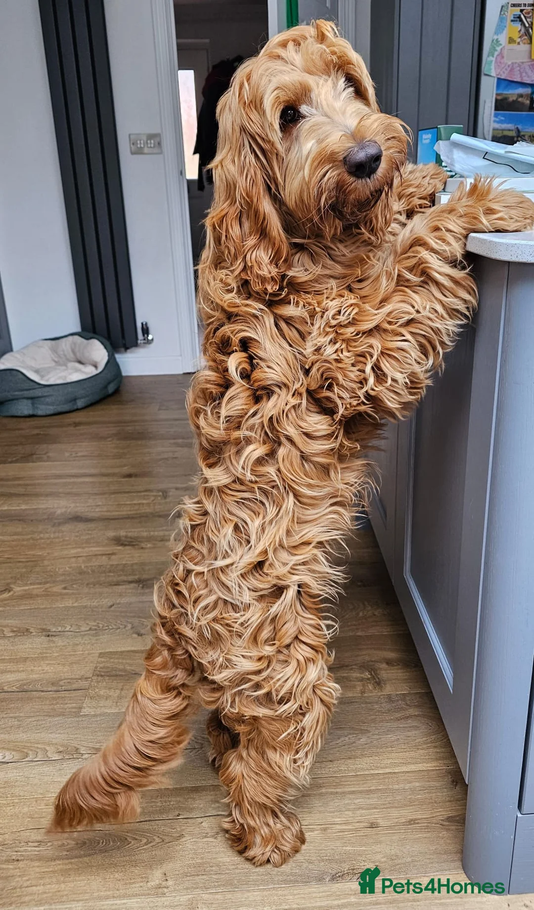Mixed Breed dogs for sale: Australian Labradoodle-Medium-sized  - Advert 7