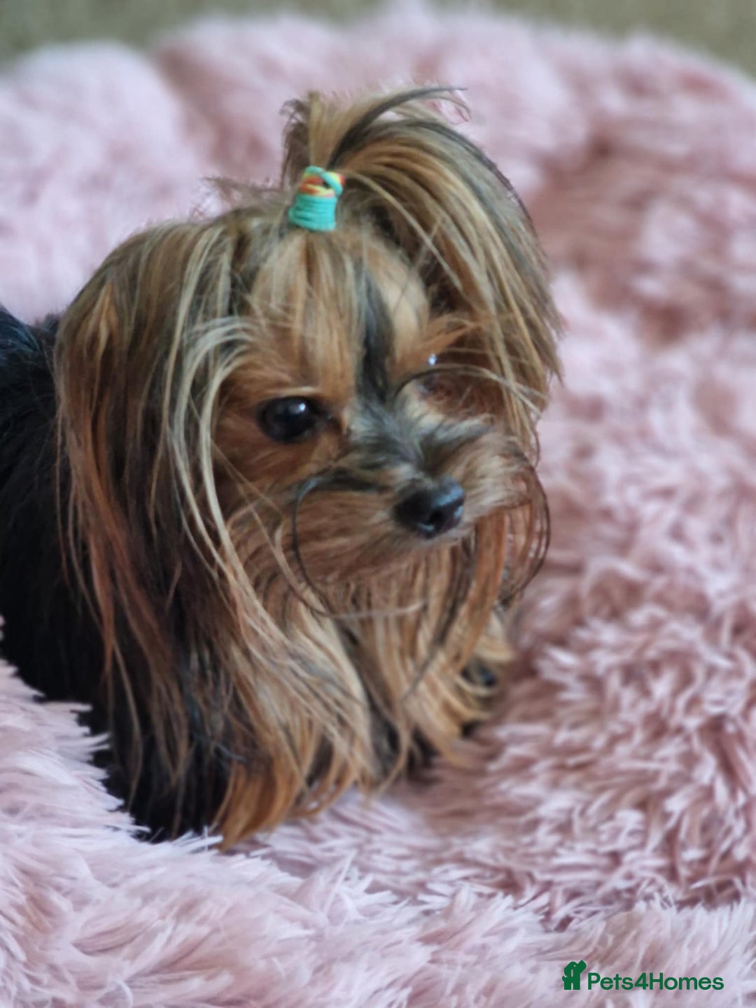 Yorkshire Terrier dogs for sale: Hi Mini Yorkshire Terrier for sale - Image 18