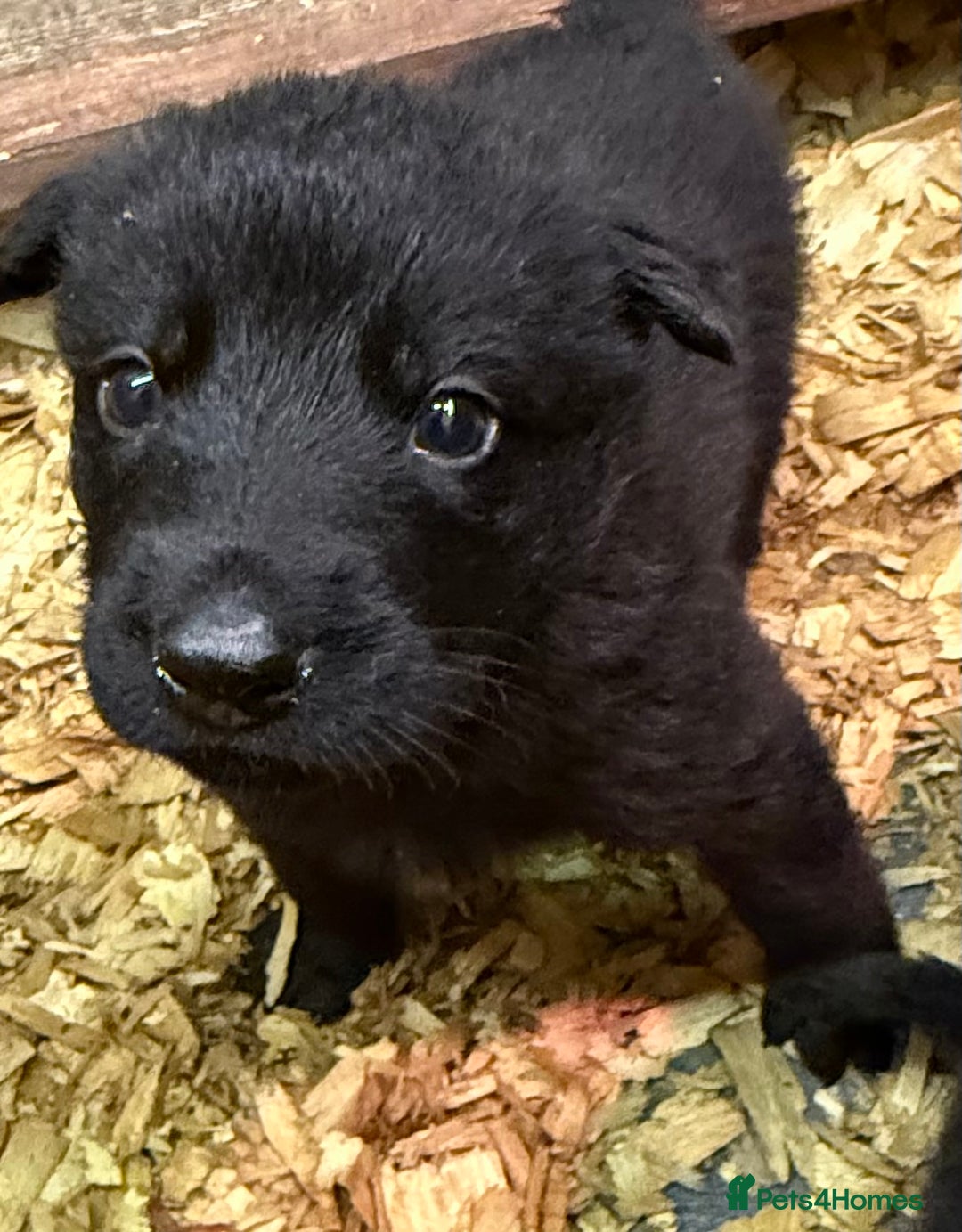 German Shepherd dogs for sale: KC Reg Working Line GSD pups. - Image 22