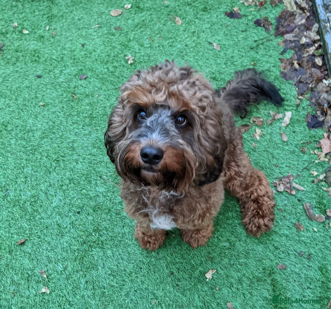 Cockapoo dogs for stud: Experienced & Dna tested F1 Sable Cockapoo Stud in Cannock - Advert 10