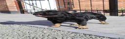 French Bulldog dogs for sale: Fluffy frenchie pups - Advert 10