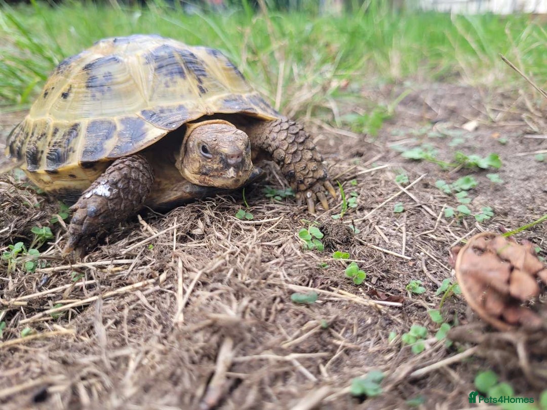 Tortoise reptiles for sale: Horsefield tortoise and hutch - Image 5