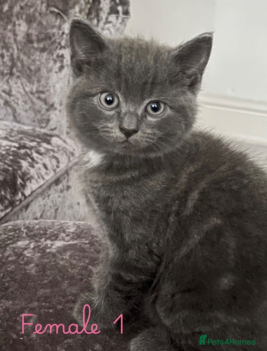 Mixed Breed cats Grey British Short Hair x British Long hair Kitten - Advert 1