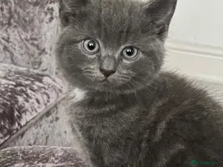 Mixed Breed cats Grey British Short Hair x British Long hair Kitten - Advert 1