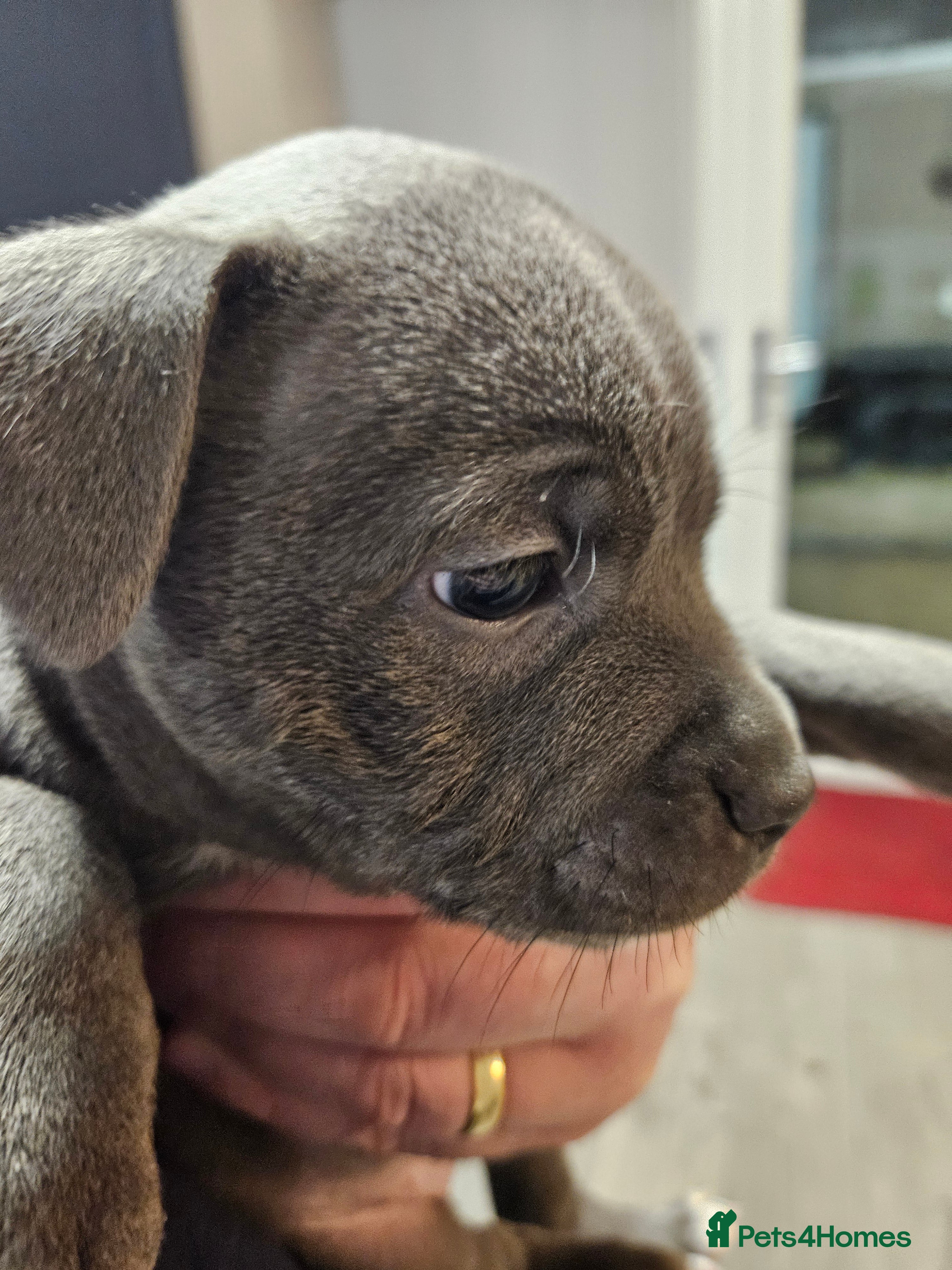 Staffordshire Bull Terrier dogs Blue staffordshire bull terrier pups - Advert 2