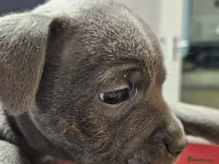 Staffordshire Bull Terrier dogs Blue staffordshire bull terrier pups - Advert 1