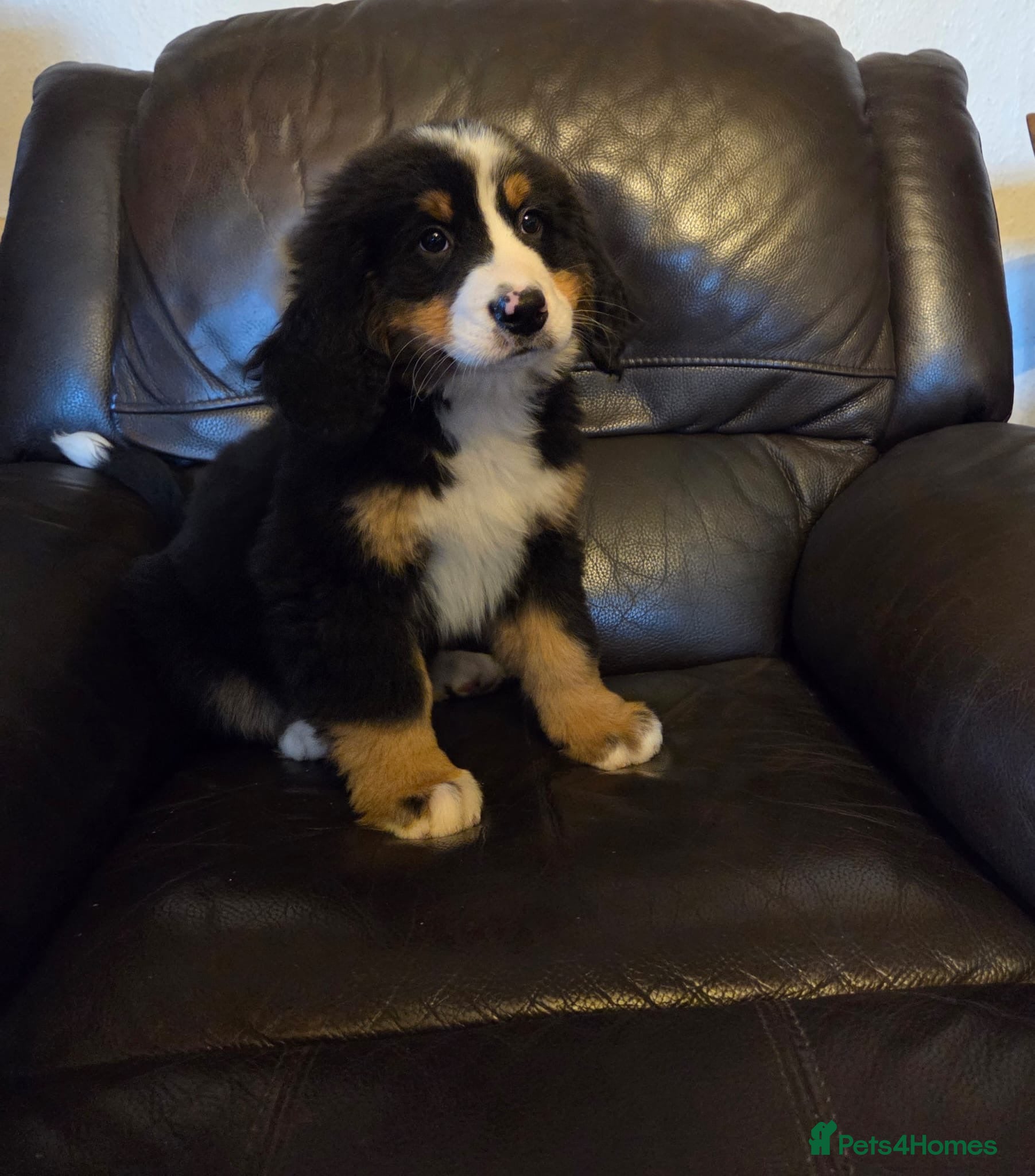Bernese Mountain Dog dogs Beautiful Bernese Mountain puppies  - Advert 2
