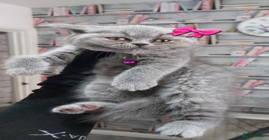British Shorthair cats in Dudley - Advert 15