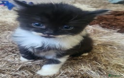 British Longhair cats for sale: 2 gorgeous kittens avaliable  - Image 11