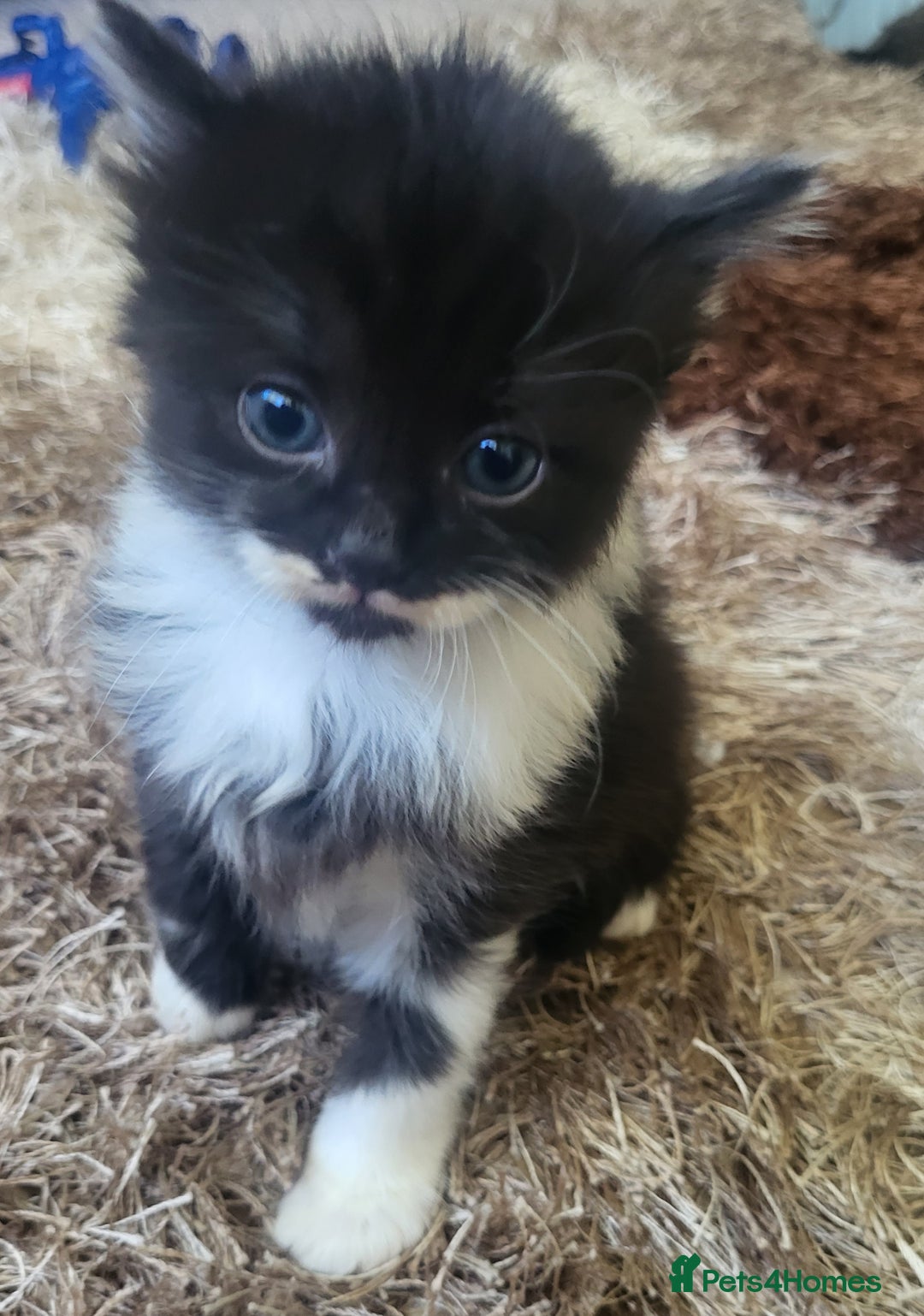 British Longhair cats for sale: 2 gorgeous kittens avaliable  - Image 11