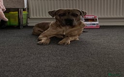 Mixed Breed dogs for sale: Zuese - Image 3