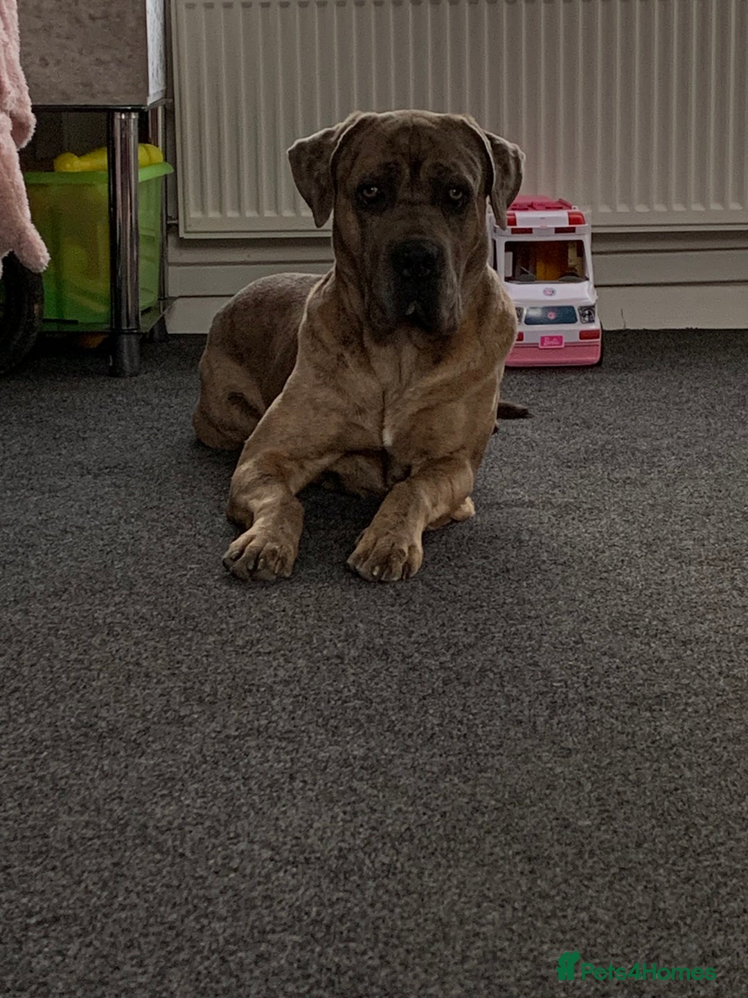 Mixed Breed dogs for sale: Zuese - Image 3
