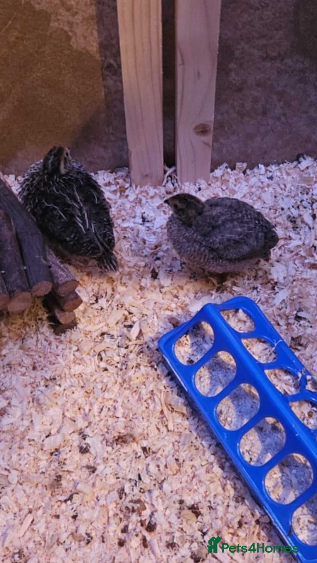 Quail poultry for sale: Beautiful coturnix quail chicks - Advert 8