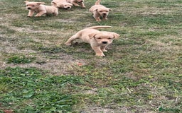 Goldador dogs for sale: Gorgoeus Goldador’s-Health Tested  - Image 13