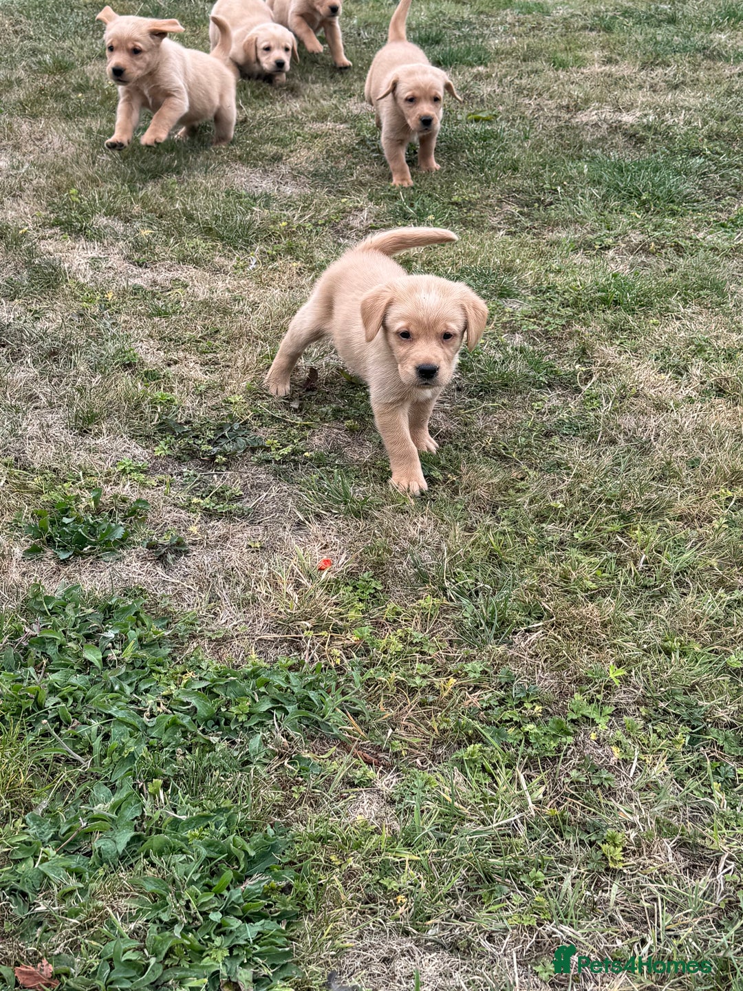 Goldador dogs for sale: Gorgoeus Goldador’s-Health Tested  - Image 13