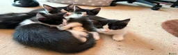Domestic Shorthair cats for sale: Gorgeous Fluffy Black & White Kittens - READY NOW! - Advert 3