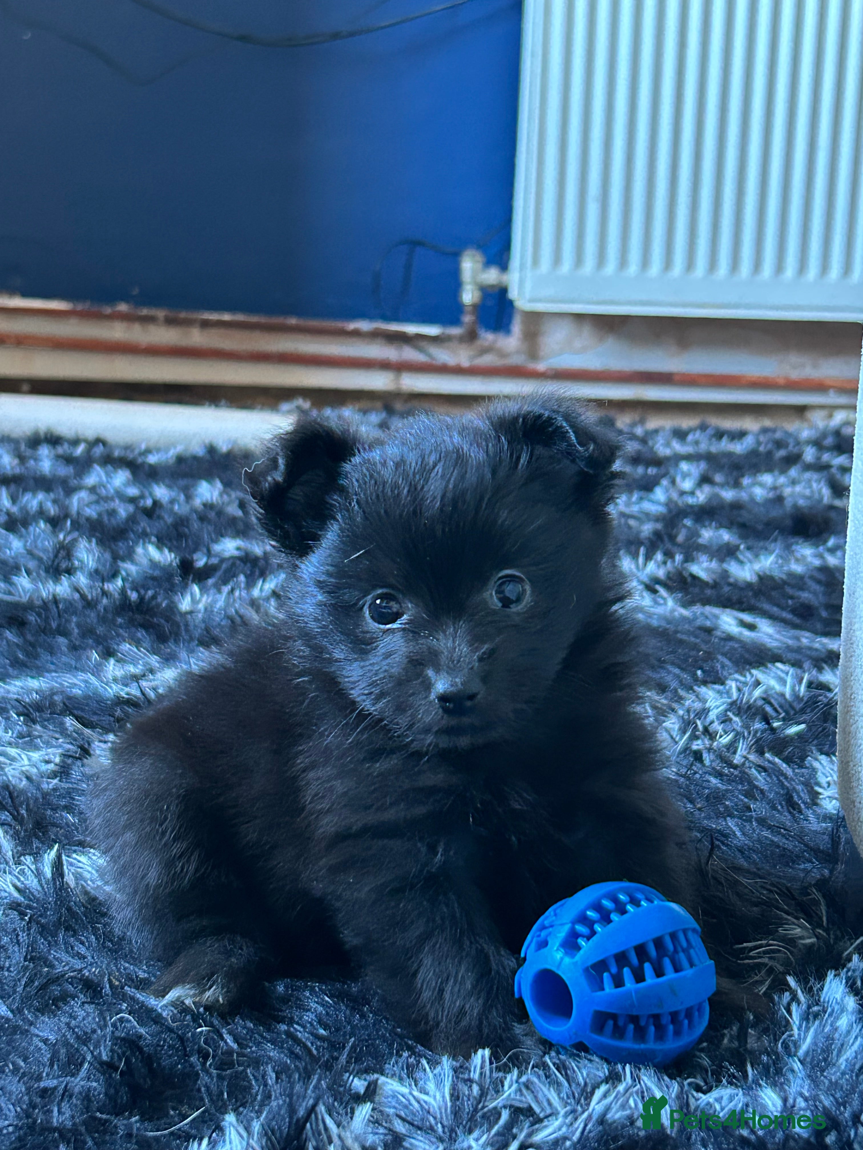 Pomapoo dogs  **  Pomeranian 🐶 puppies 🐶  - Advert 12